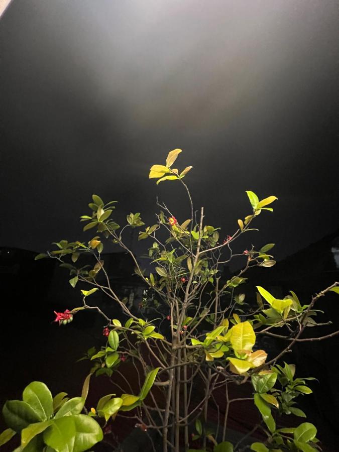 Sunflower Homestay Хайфон Екстер'єр фото